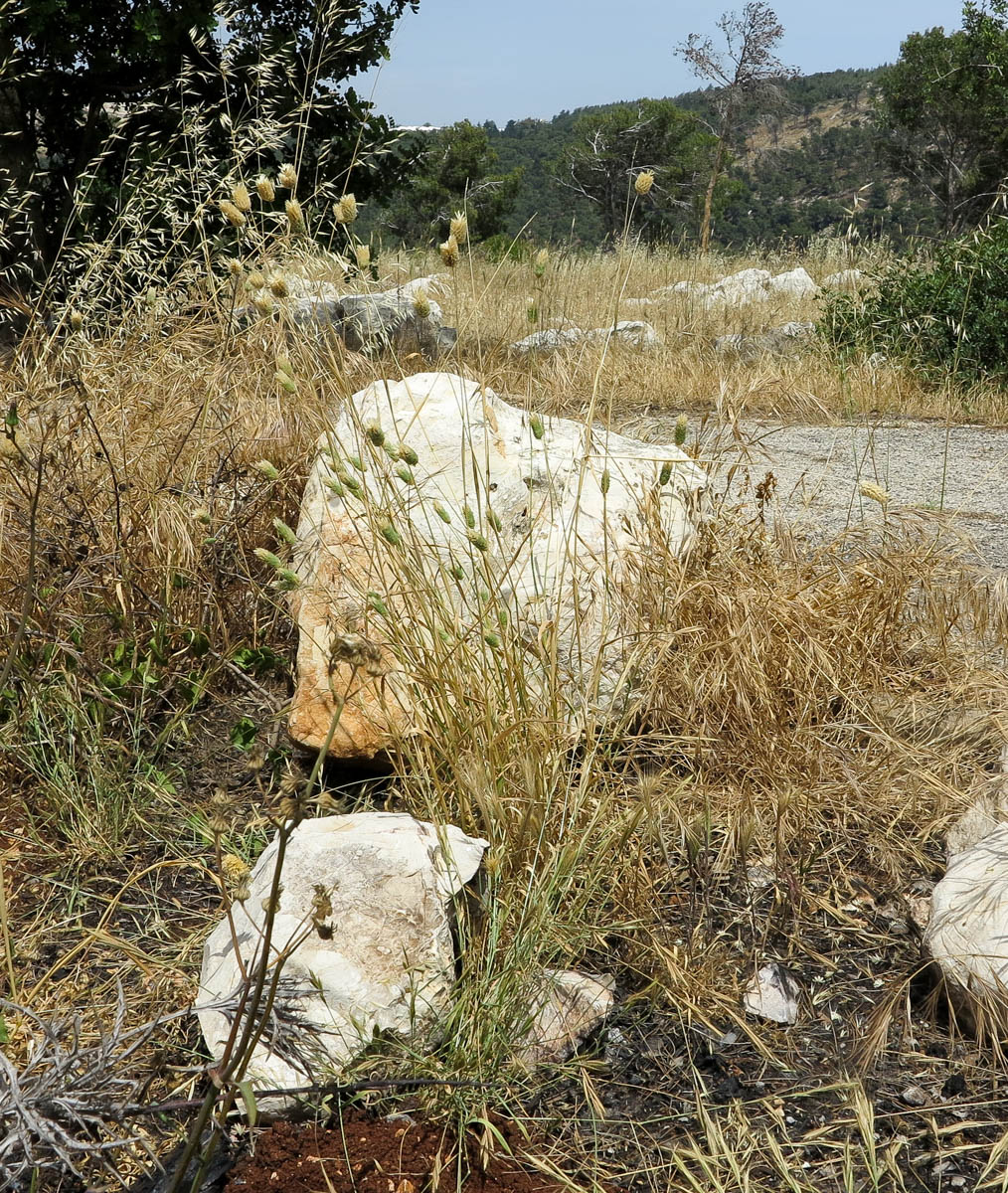 Изображение особи Phalaris brachystachys.