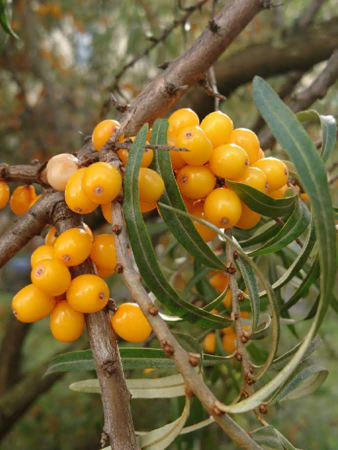 Image of Hippophae rhamnoides specimen.