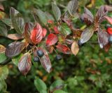 Cotoneaster lucidus. Часть ветви с плодами. Карачаево-Черкесия, Малокарачаевский р-н, Аликоновское ущелье. 10.09.2018.