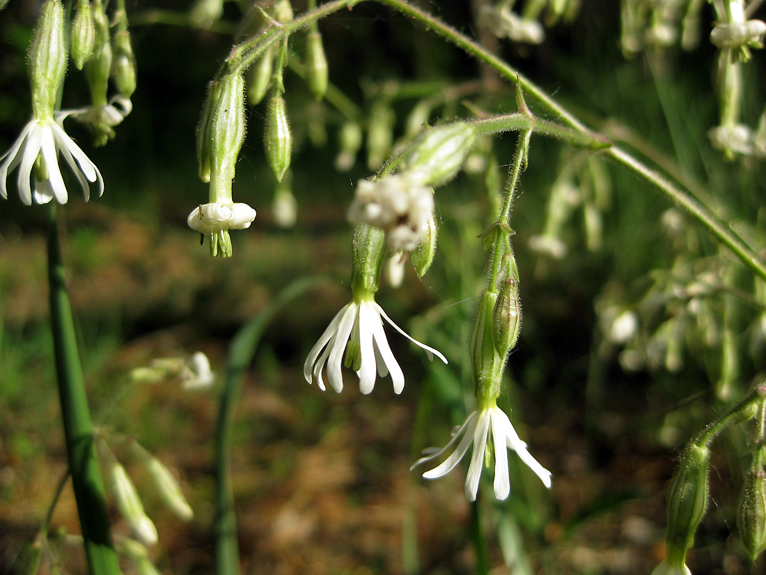 Изображение особи Silene nutans.