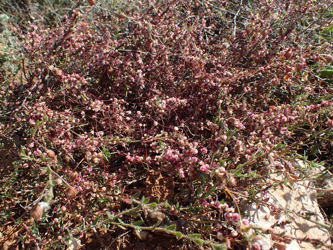 Изображение особи Cuscuta palaestina.