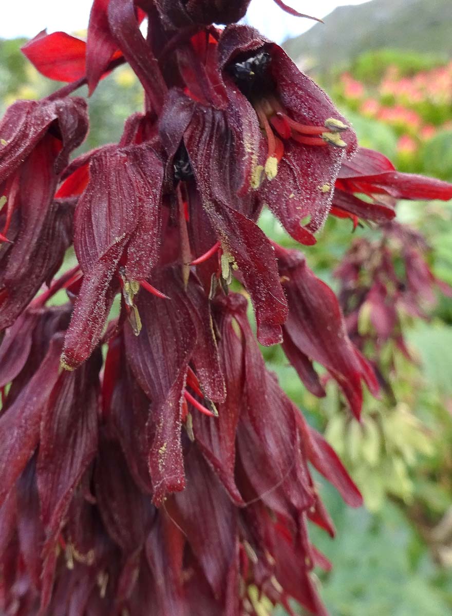 Image of Melianthus major specimen.