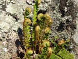 Dryopteris fragrans