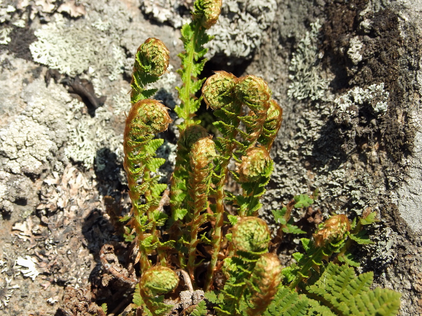 Image of Dryopteris fragrans specimen.