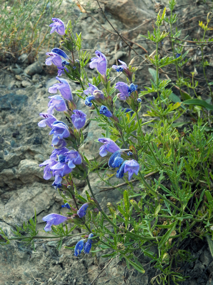 Изображение особи Dracocephalum bipinnatum.