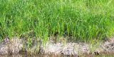 Carex × toezensis. Аспект вегетирующих растений. Ростовская обл., Неклиновский р-н, Большенеклиновское с/п, дол. р. Сарматская, на берегу. 12.05.2015.