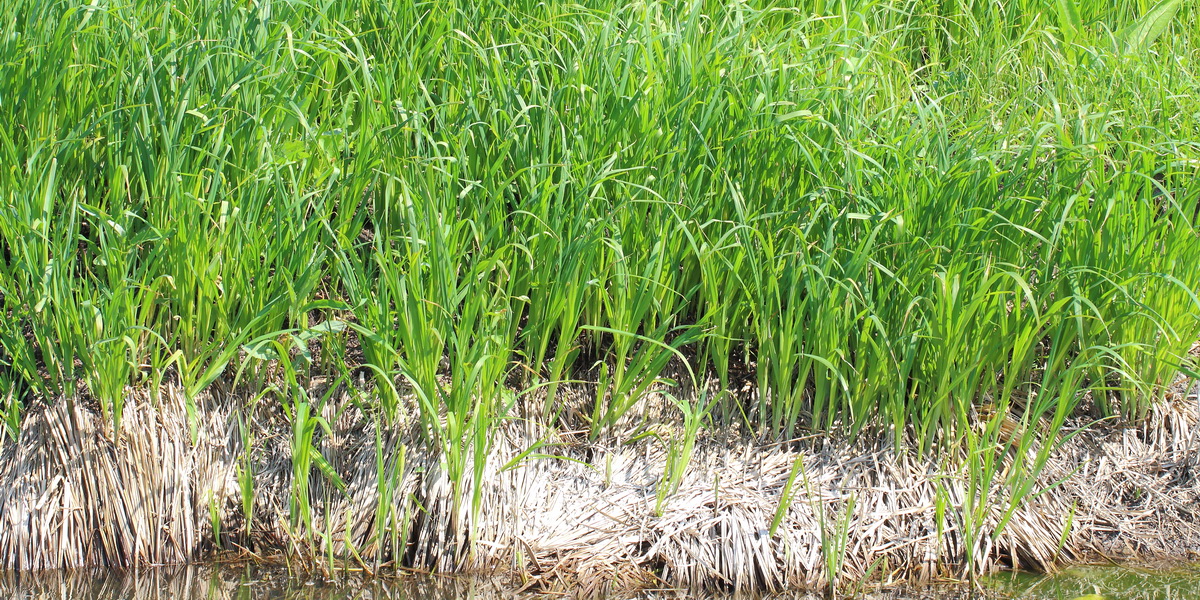 Image of Carex &times; toezensis specimen.