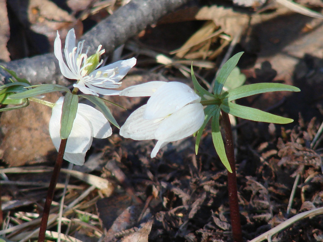 Image of Eranthis sibirica specimen.