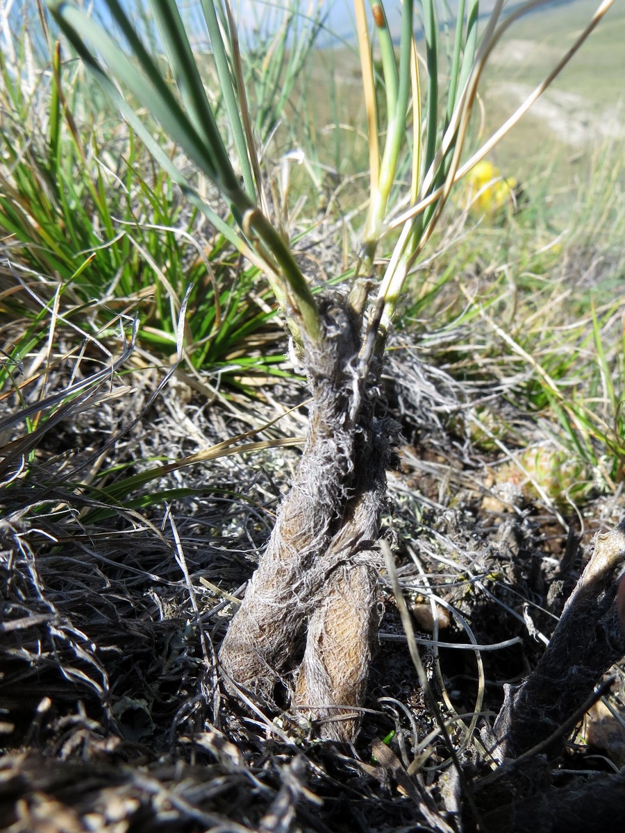 Image of Allium eduardii specimen.