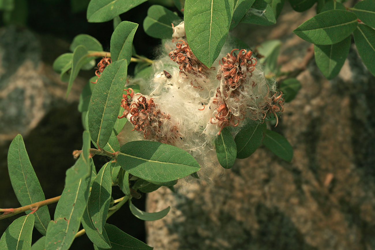 Image of Salix kochiana specimen.