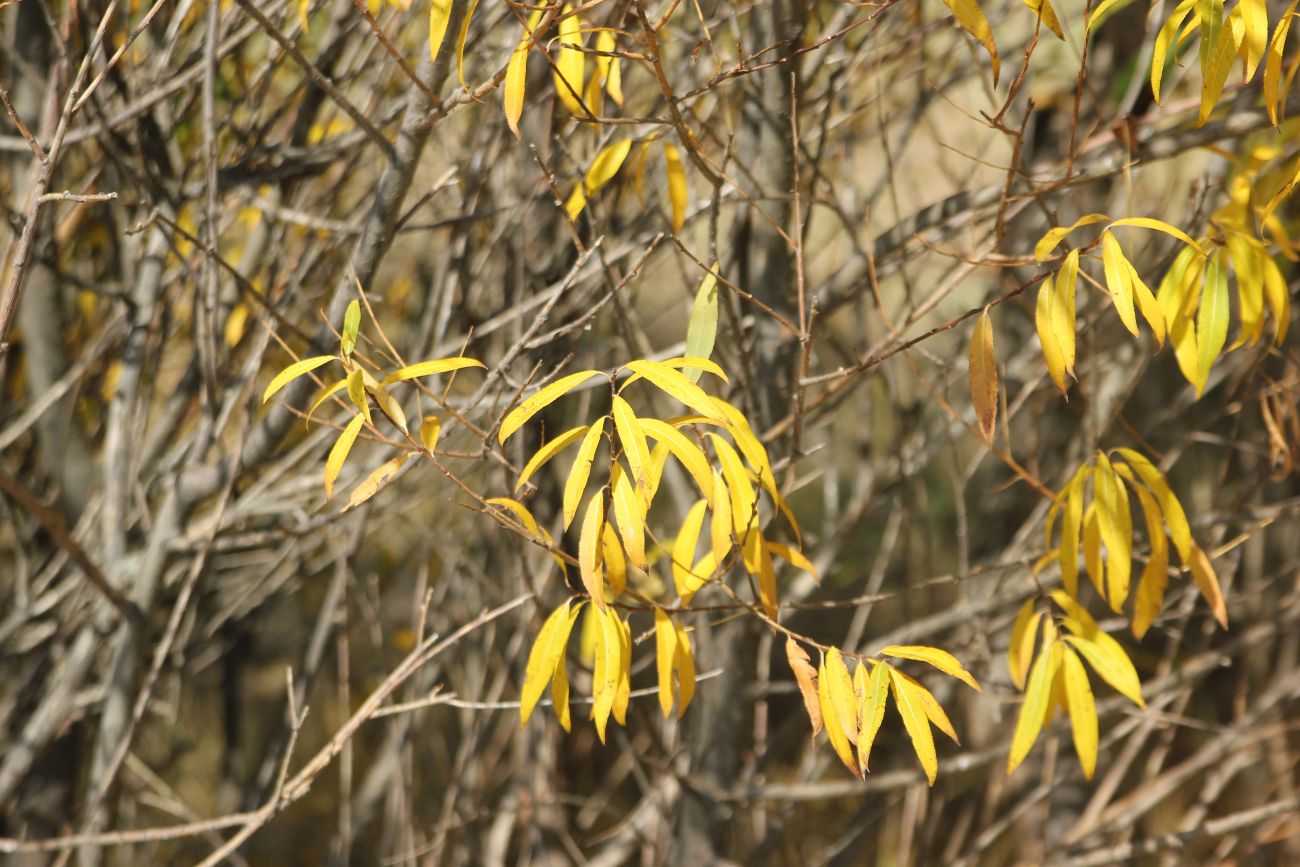 Image of genus Salix specimen.