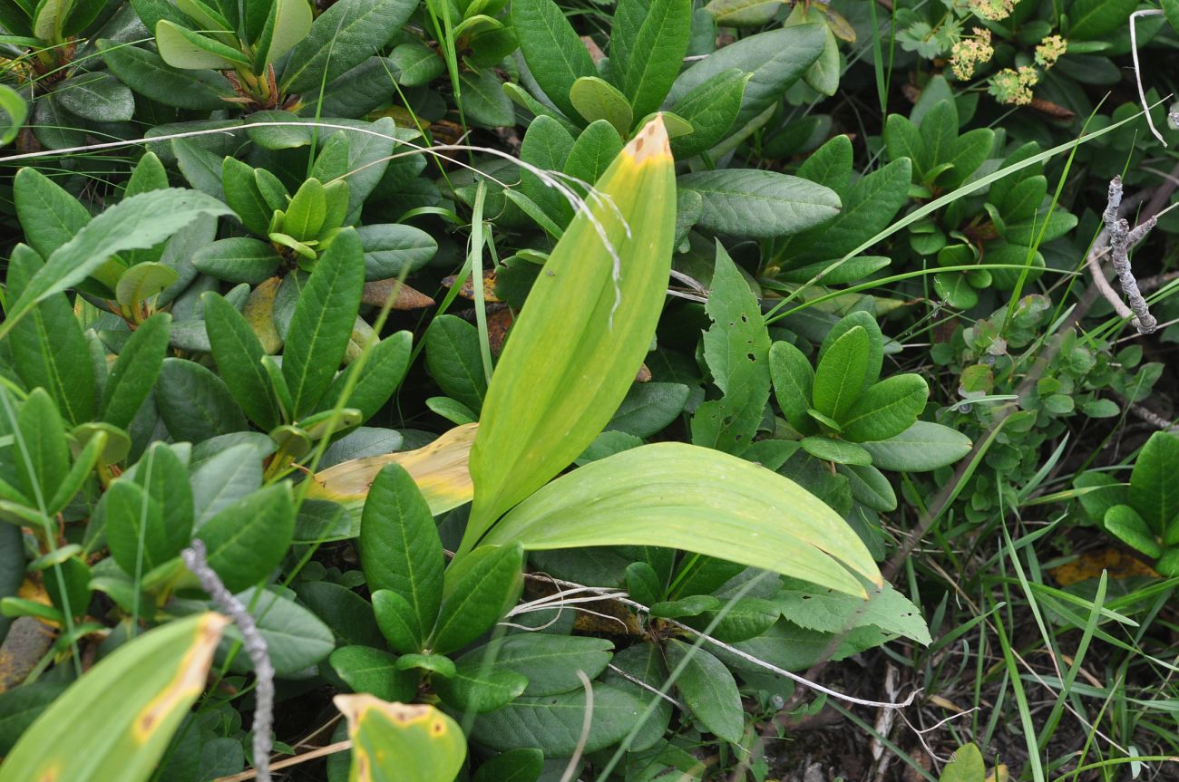 Image of Allium victorialis specimen.