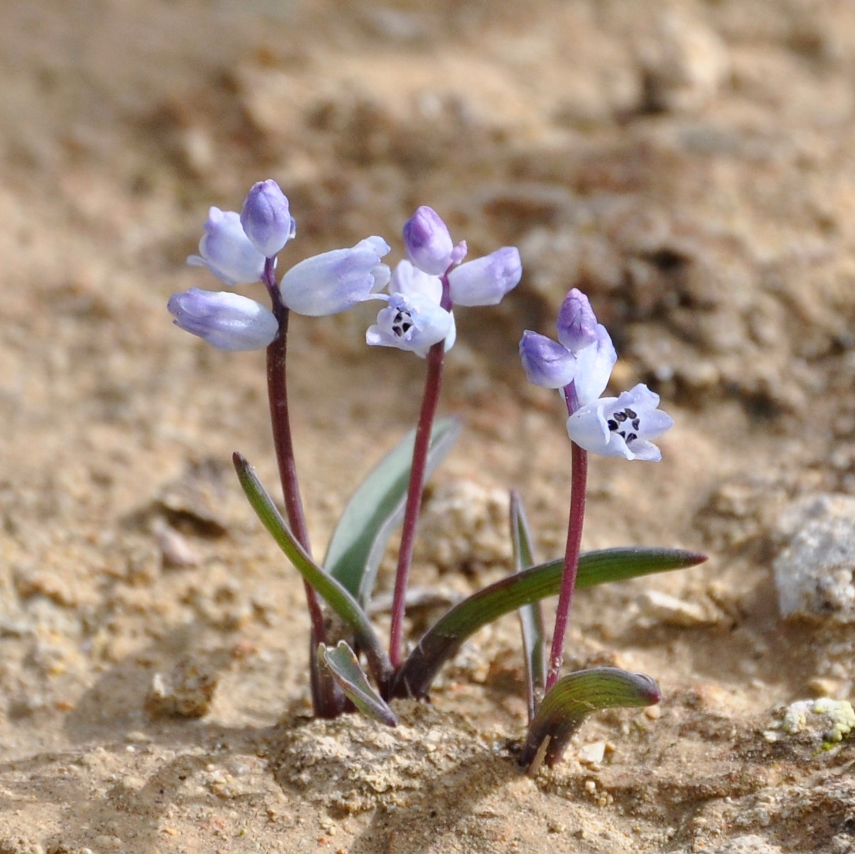 Image of Hyacinthella millingenii specimen.