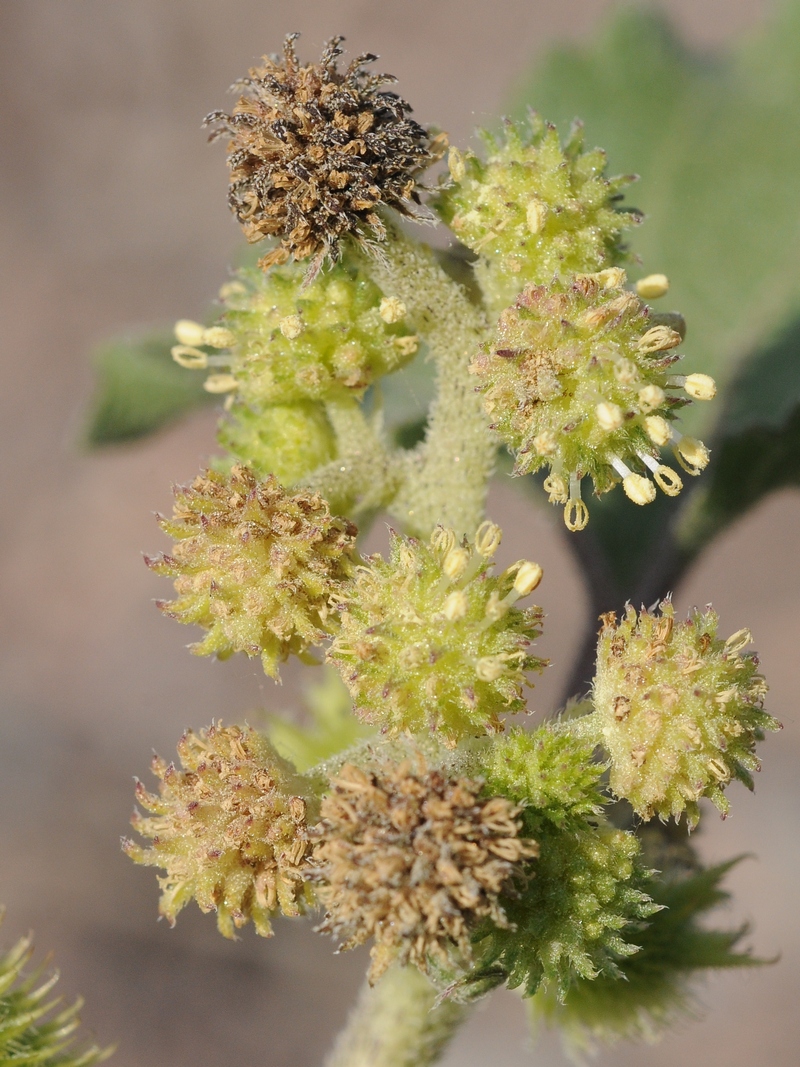 Image of Xanthium orientale specimen.