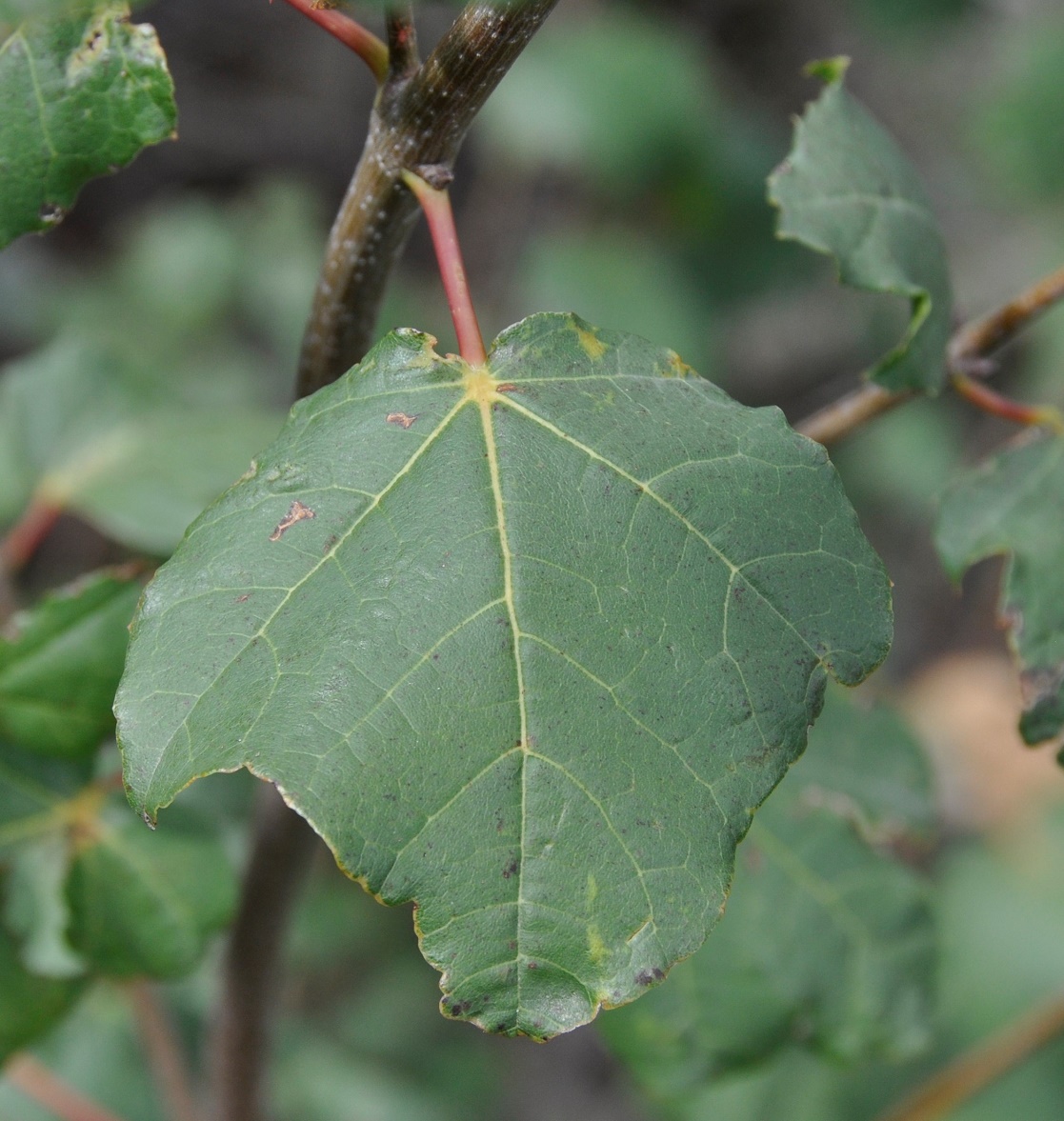 Image of Acer obtusifolium specimen.