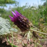 Astragalus stenanthus. Соцветие в конце цветения. Казахстан, Южно-Казахстанская обл., Сырдарья-Туркестанский государственный региональный природный парк, Боралдайский филиал, бас. р. Аяк-Сунгу, саванноидное сообщество. 18.05.2018.