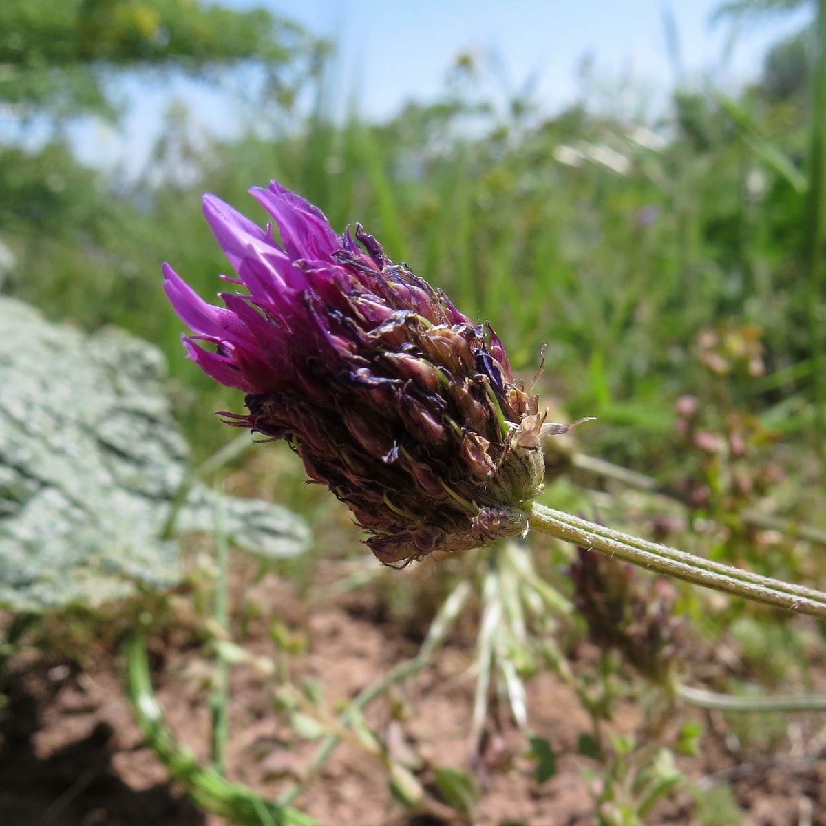 Изображение особи Astragalus stenanthus.