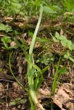 Poa remota