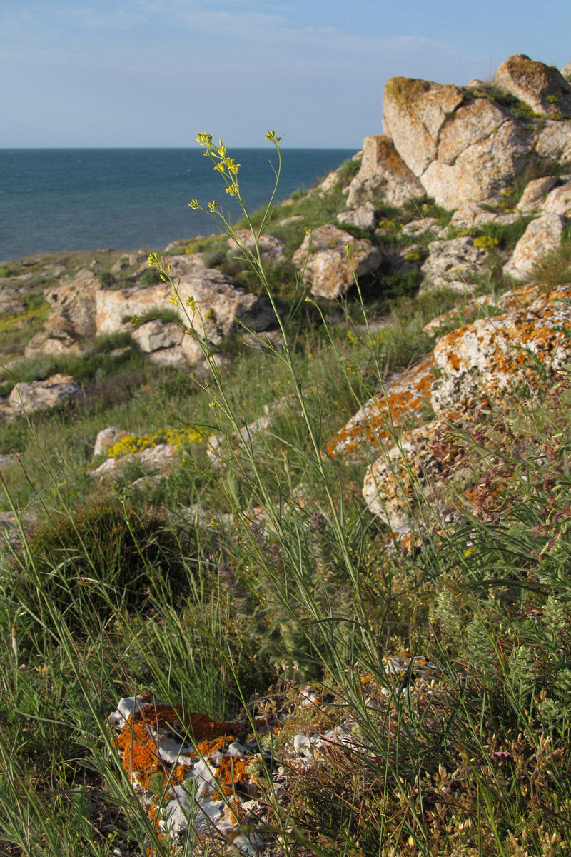 Image of Sisymbrium polymorphum specimen.