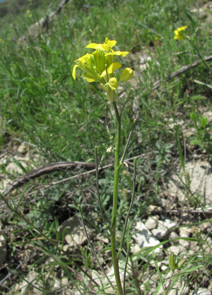 Image of genus Erysimum specimen.