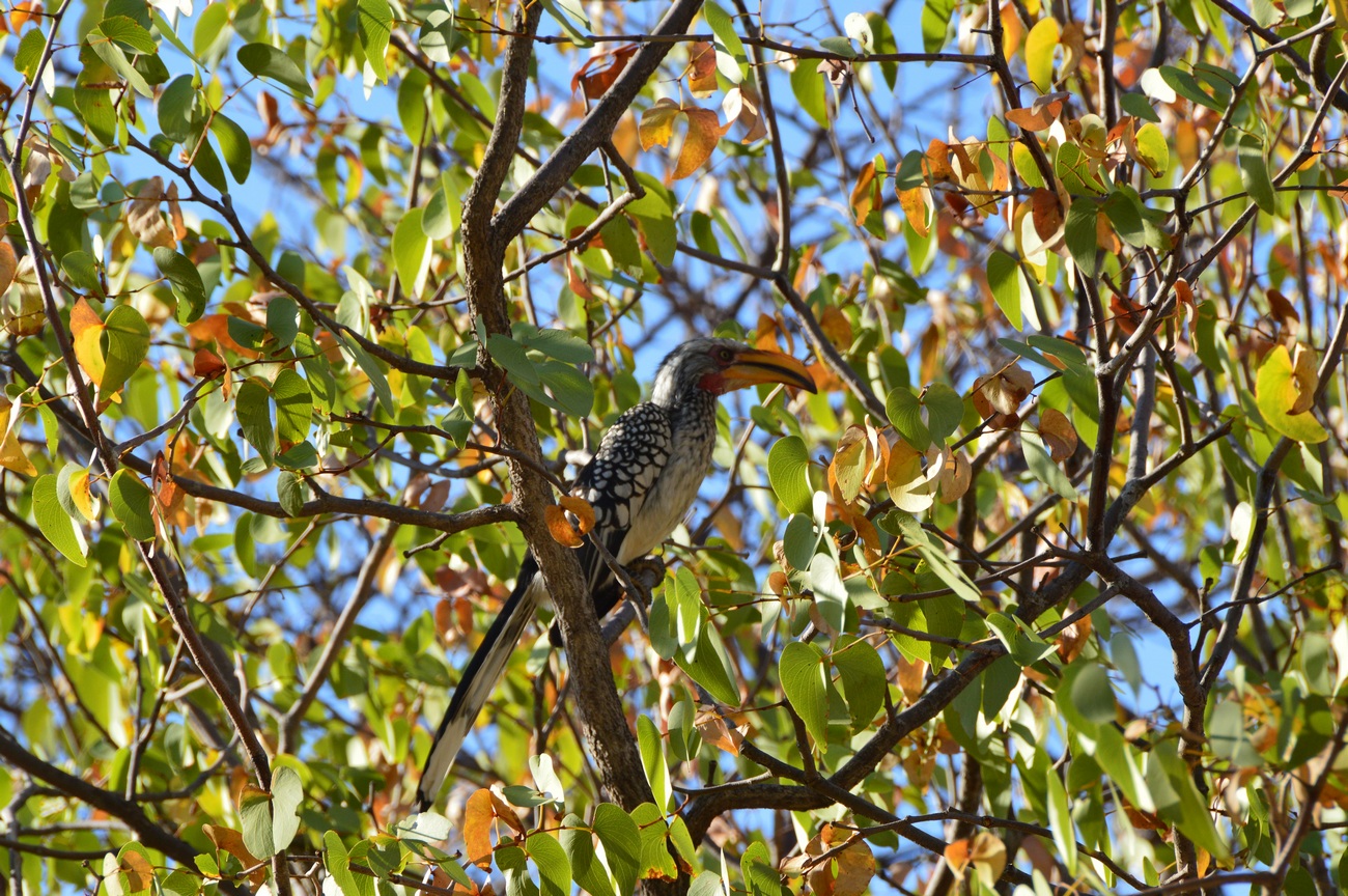 Image of Colophospermum mopane specimen.