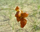 Carex physodes