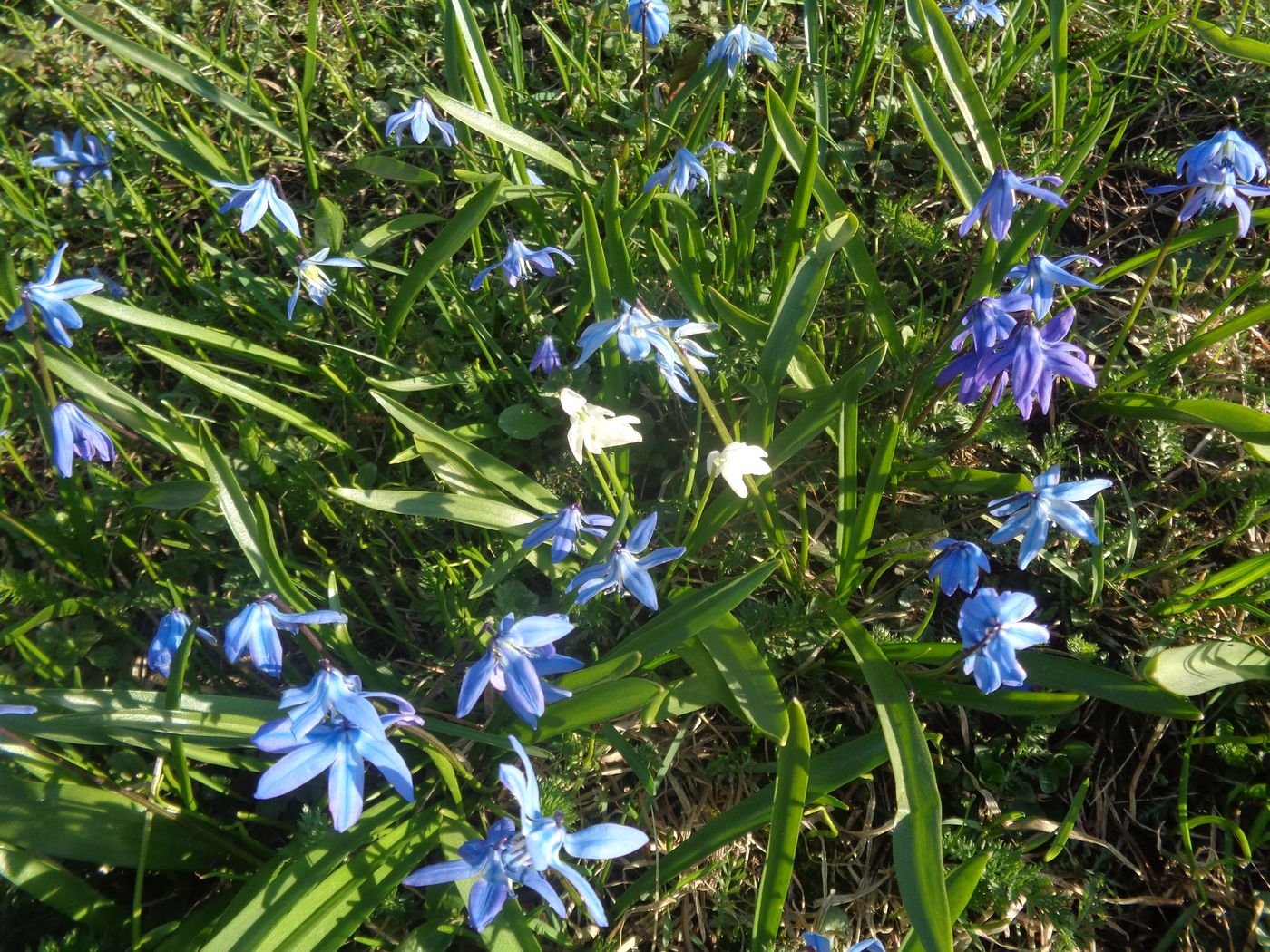 Изображение особи Scilla siberica.