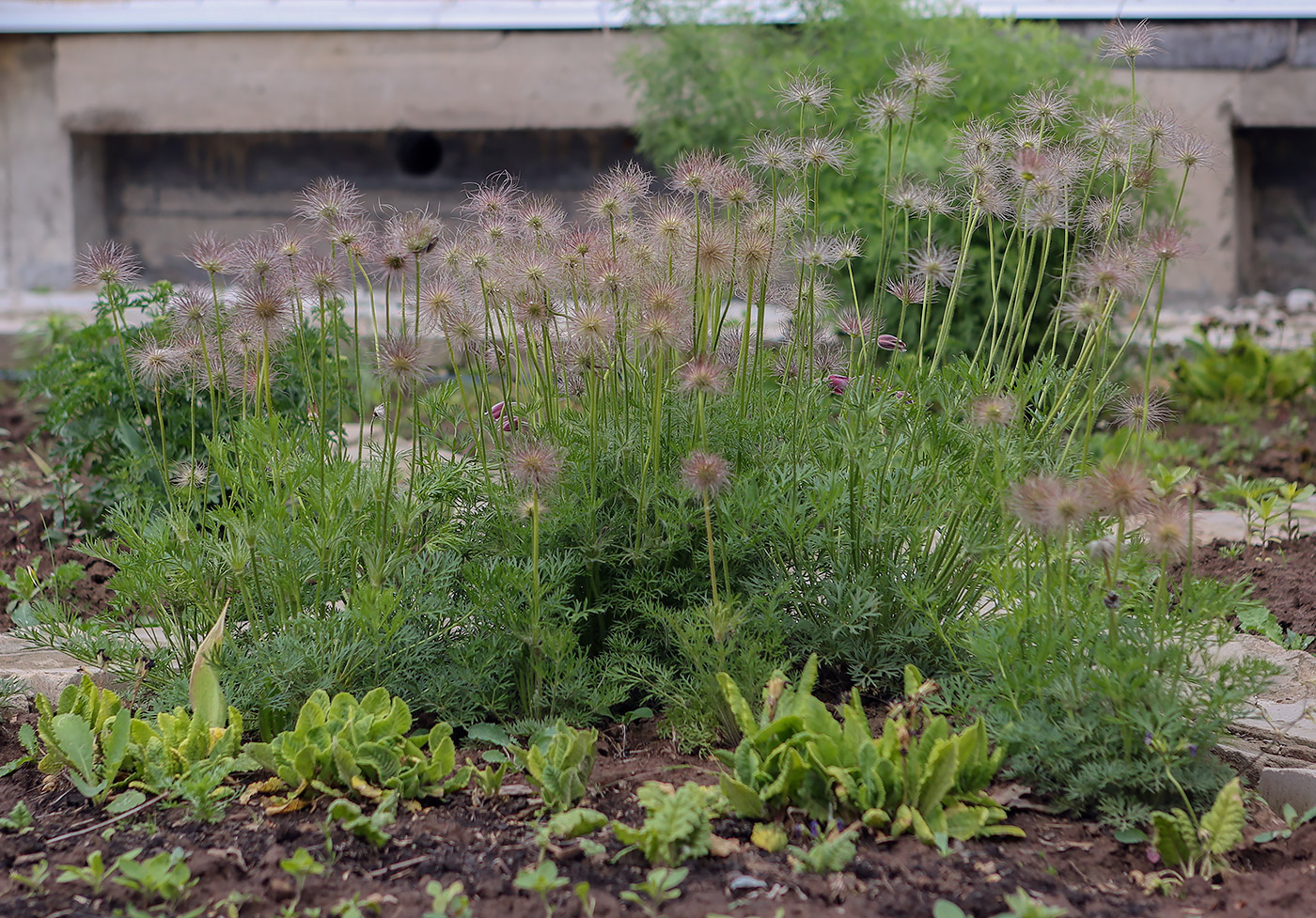 Изображение особи Pulsatilla vulgaris.