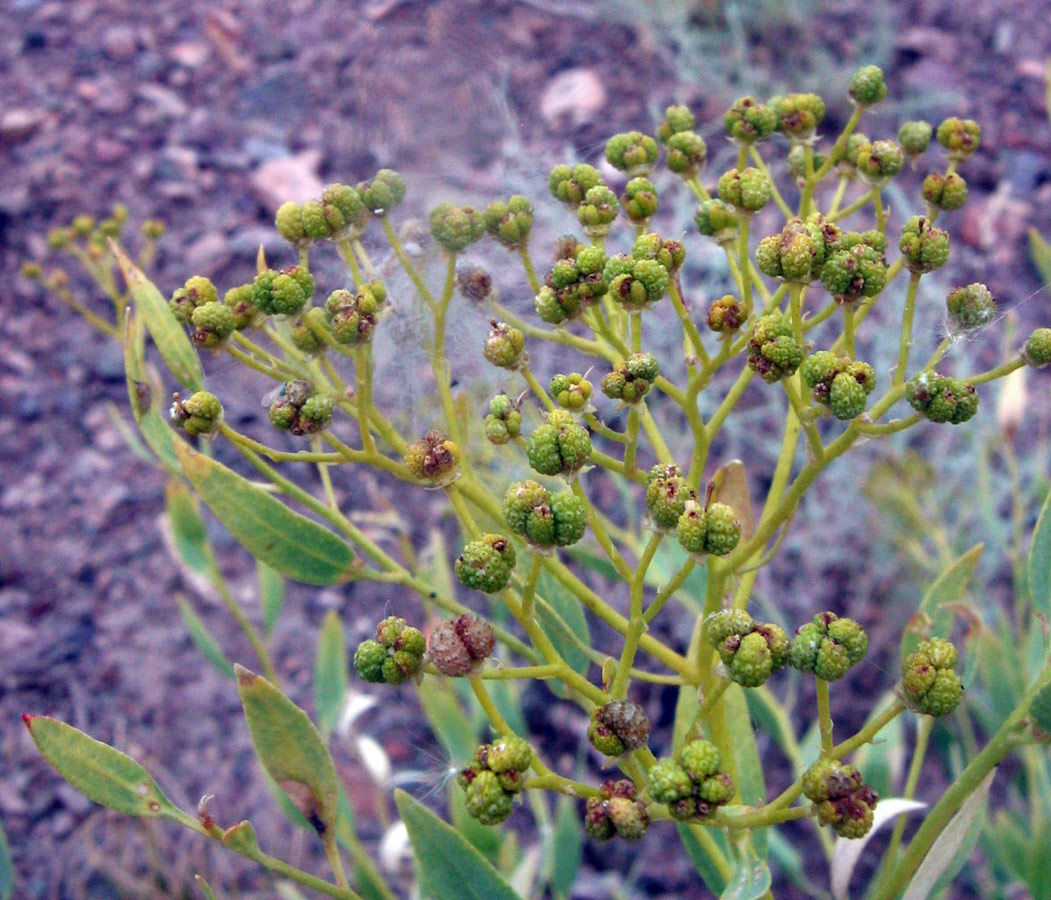 Image of Haplophyllum perforatum specimen.