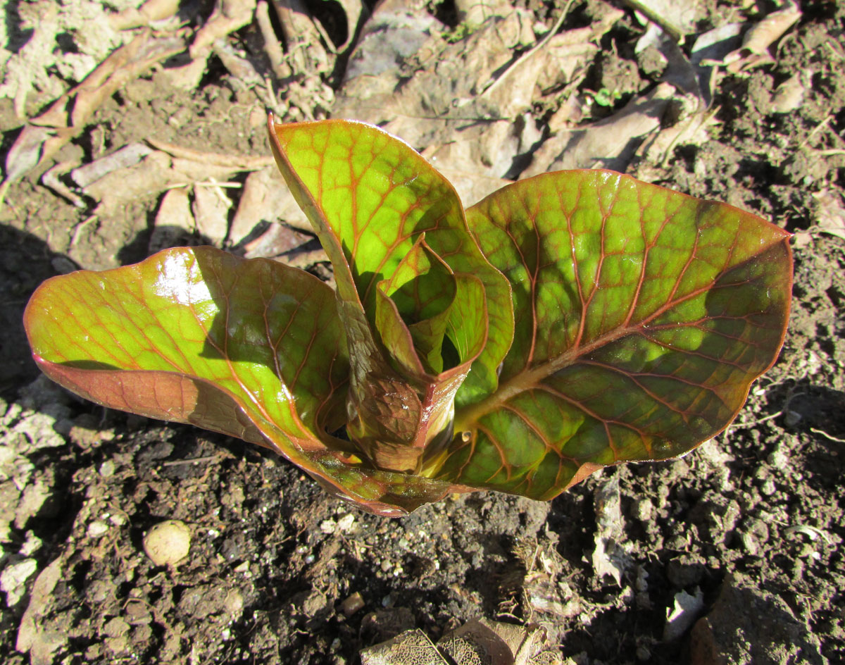 Изображение особи Cardiocrinum cordatum.