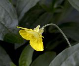 Ranunculus illyricus