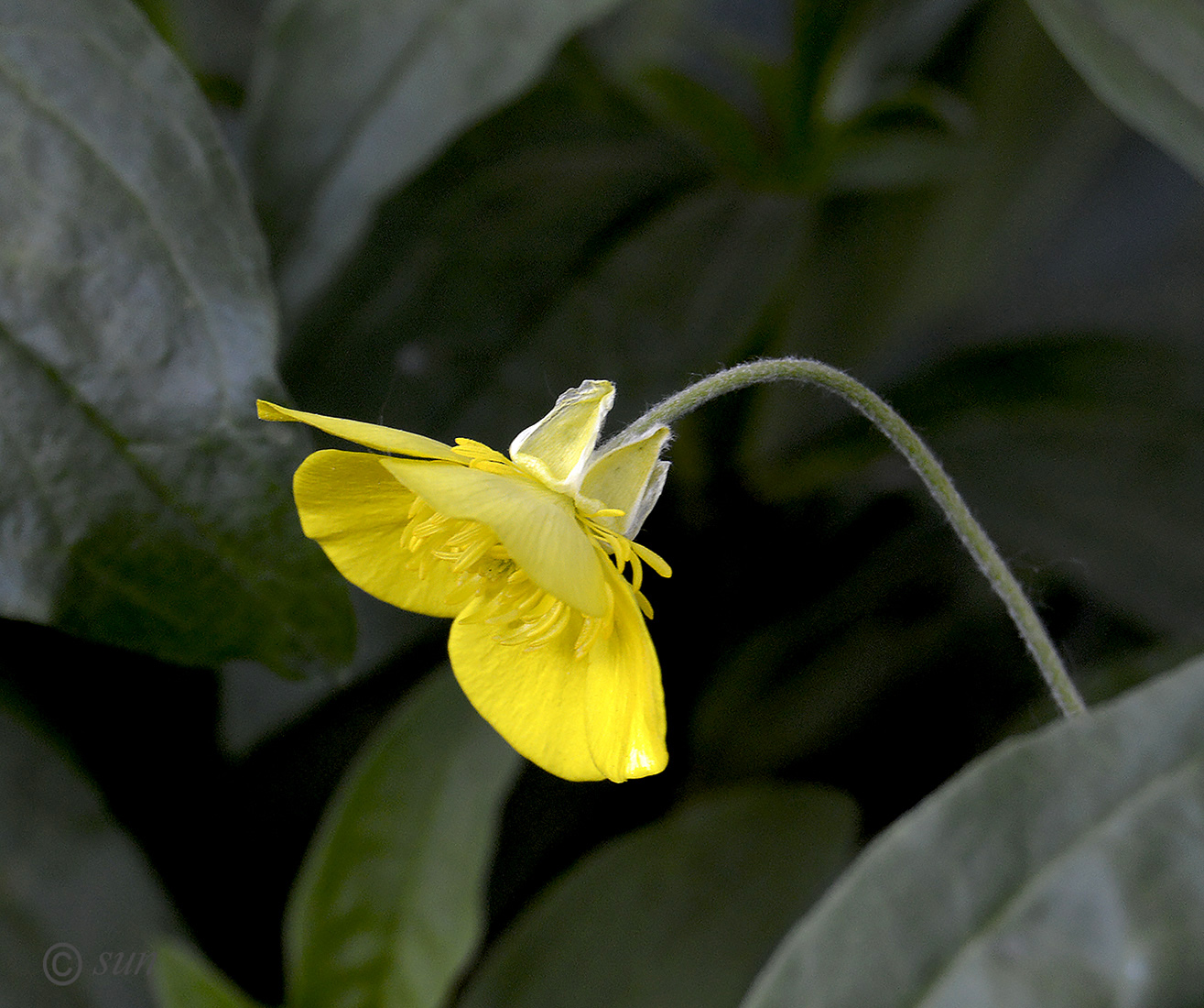 Image of Ranunculus illyricus specimen.