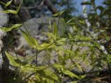 Stellaria fenzlii. Части цветущих и плодоносящих растений. Магаданская обл., окр. г. Магадан, п-ов Старицкого, руч. Холодный, на берегу среди камней. 23.07.2019.