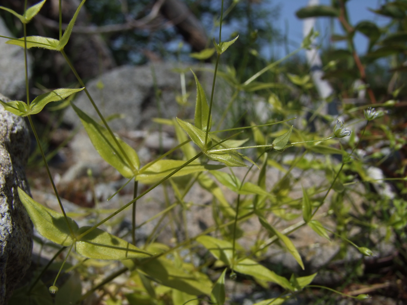 Image of Stellaria fenzlii specimen.