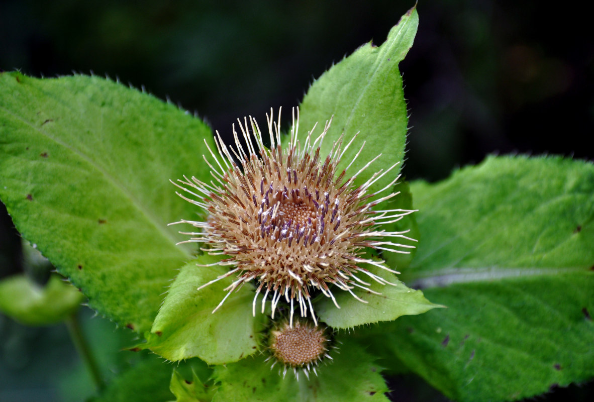 Image of Cirsium oleraceum specimen.