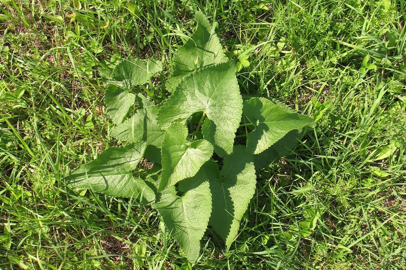 Image of Phlomoides tuberosa specimen.