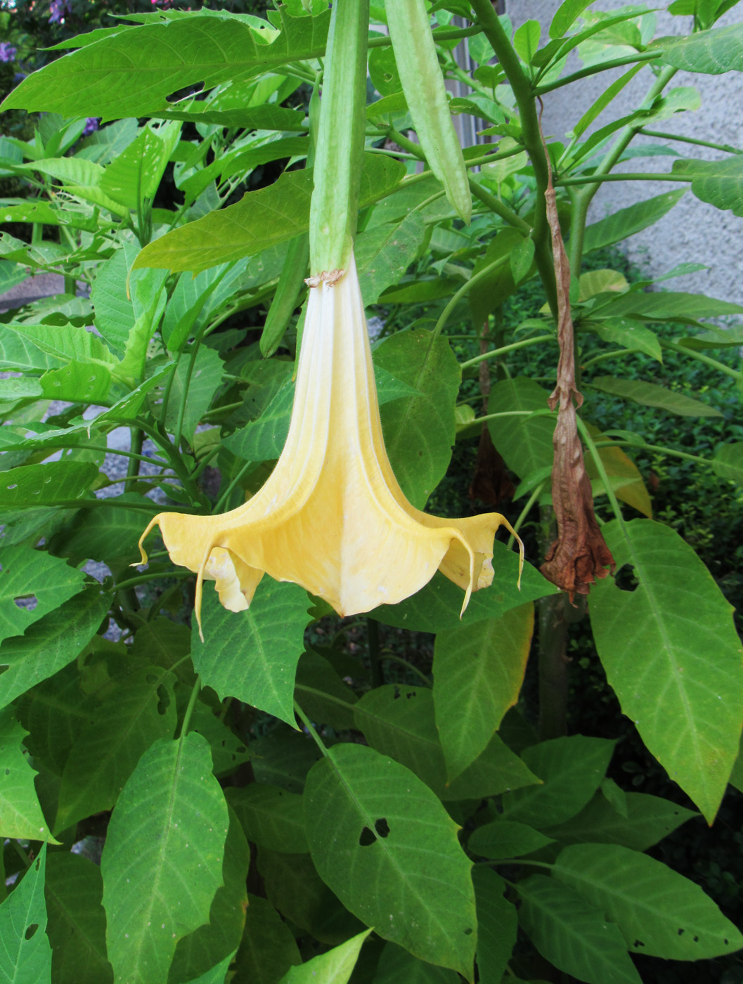 Изображение особи Brugmansia aurea.