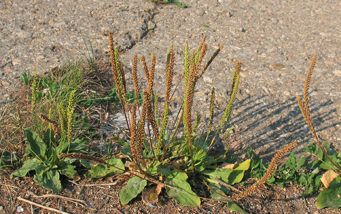 Image of Plantago major specimen.