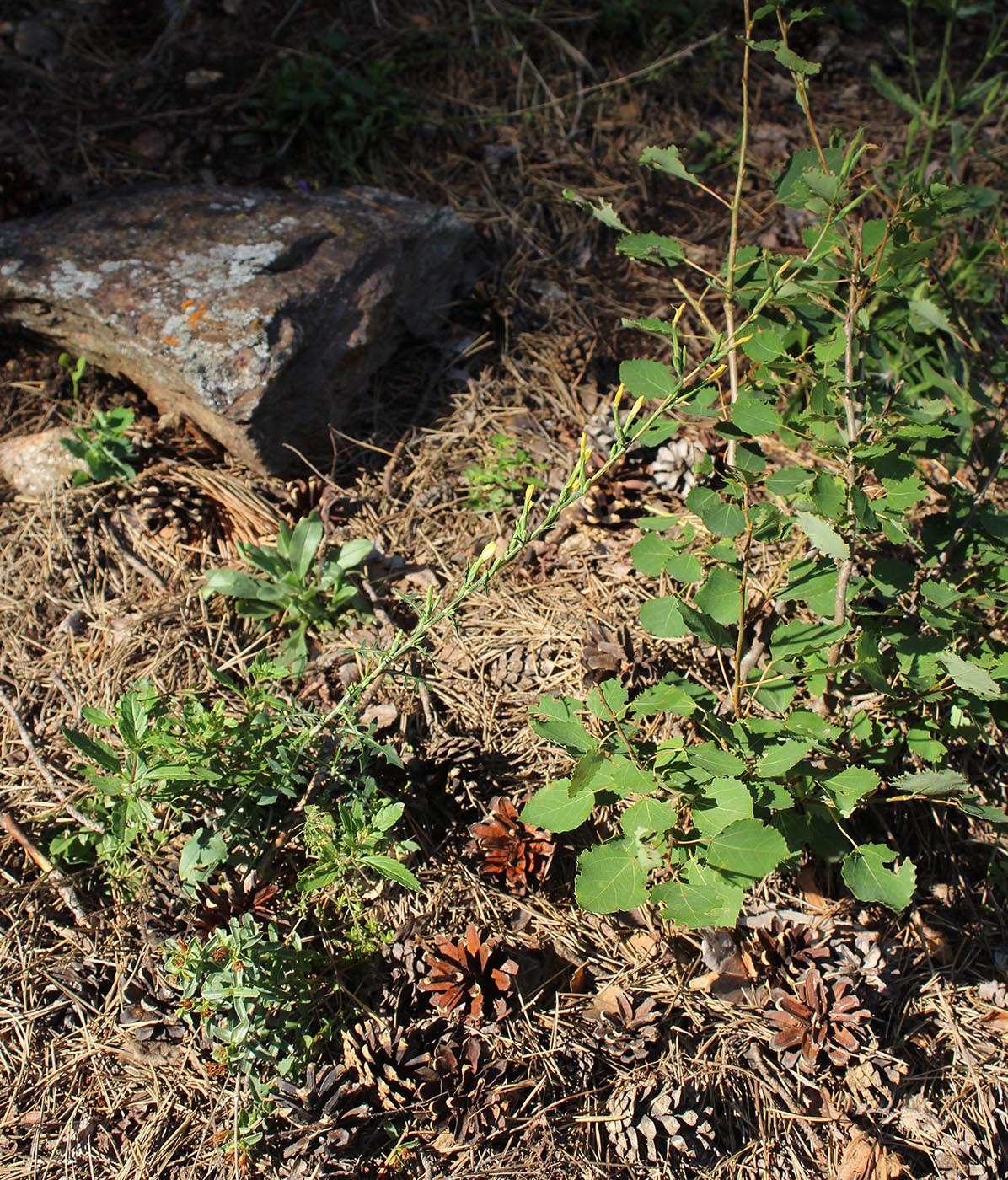 Image of Scariola viminea specimen.