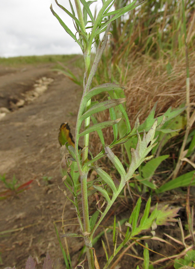 Image of Scabiosa lachnophylla specimen.