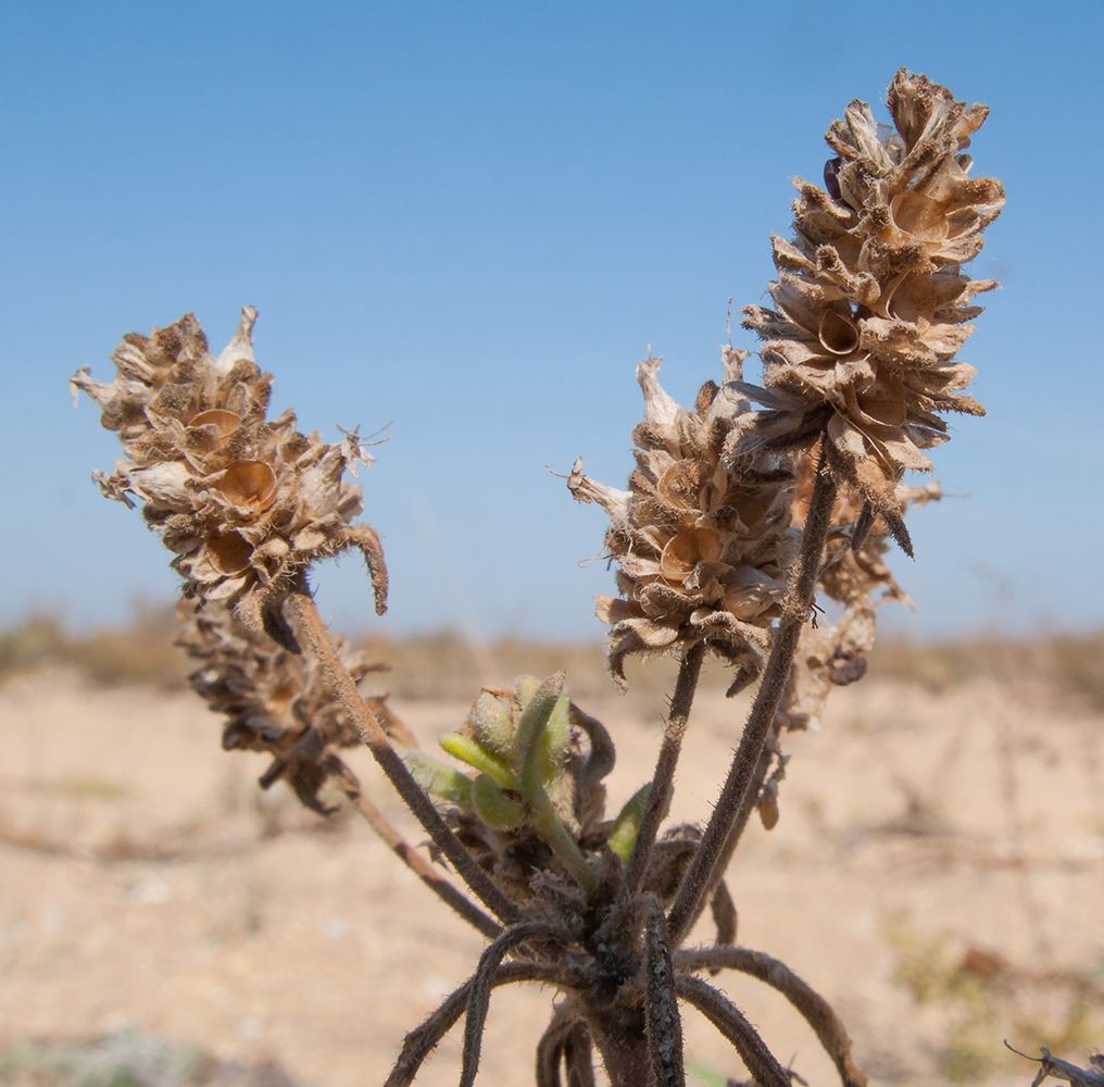 Image of Plantago arenaria ssp. orientalis specimen.