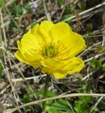 Trollius membranostylis. Цветок. Берингово море, Карагинский зал., о. Верхотурова, тундра. 17.06.2019.