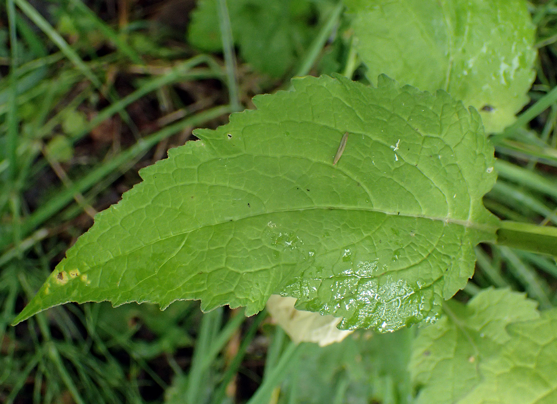 Image of Campanula latifolia specimen.