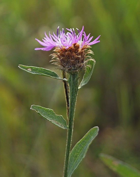 Изображение особи Centaurea &times; similata.