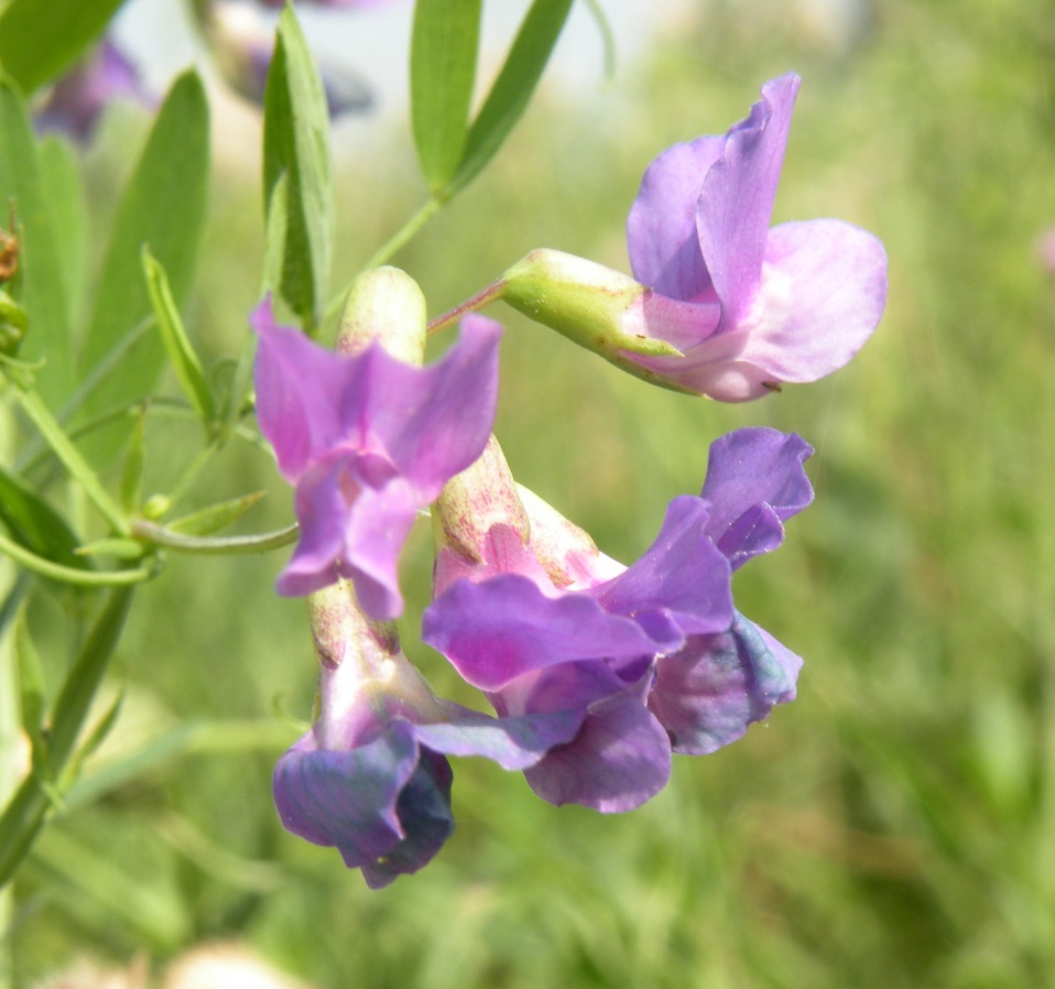 Image of Lathyrus incurvus specimen.