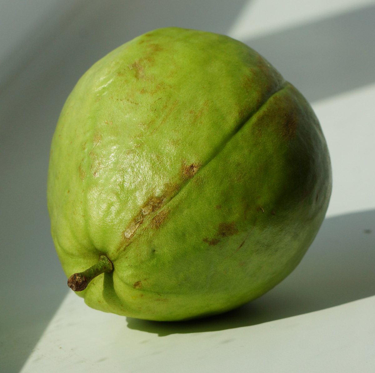 Image of Psidium guajava specimen.