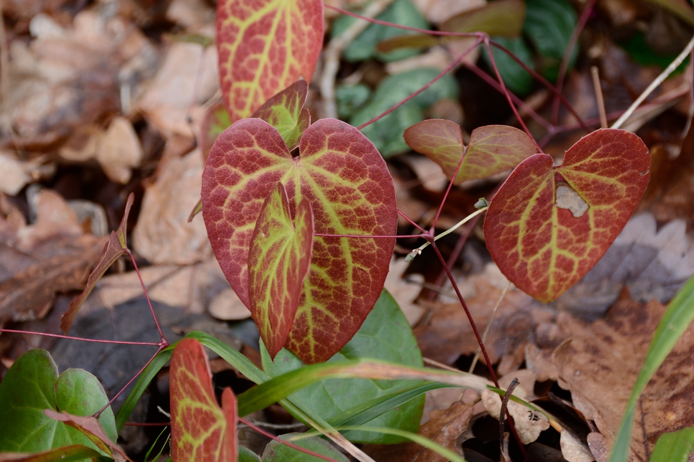 Image of Epimedium colchicum specimen.