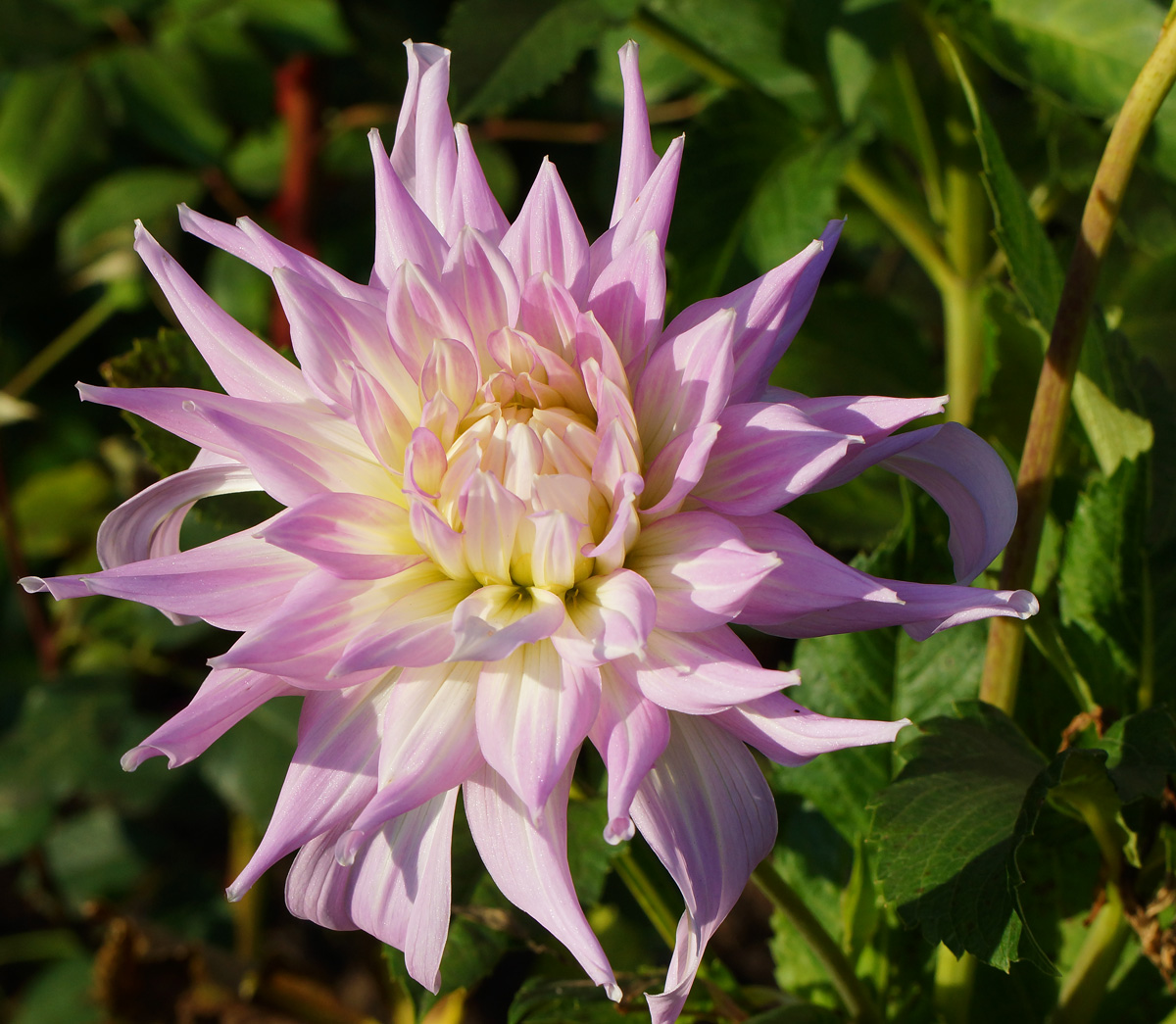 Image of Dahlia &times; cultorum specimen.