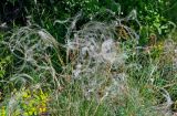 genus Stipa. Плодоносящие растения. Воронежская обл., Лискинский р-н, музей-заповедник \"Дивногорье\", ковыльно-разнотравная степь. 01.06.2019.