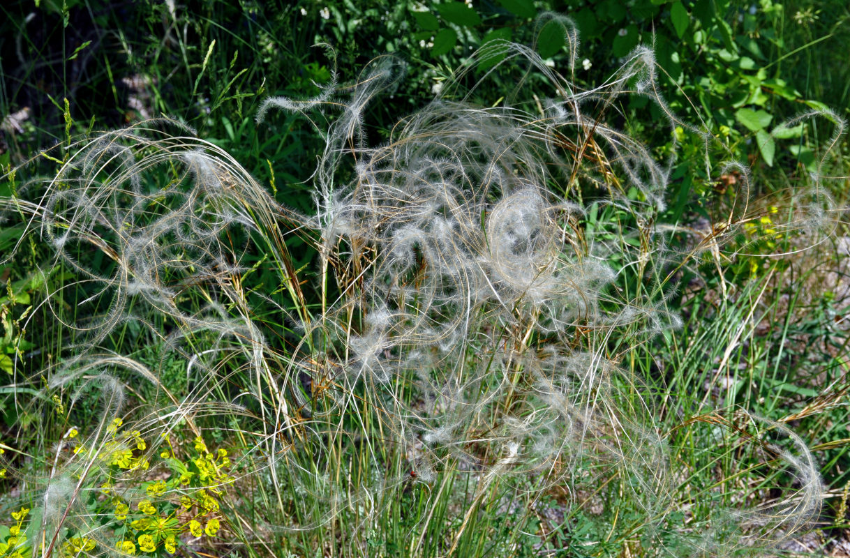 Изображение особи род Stipa.